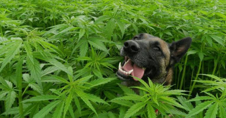 What you want to recognize approximately hemp and puppies