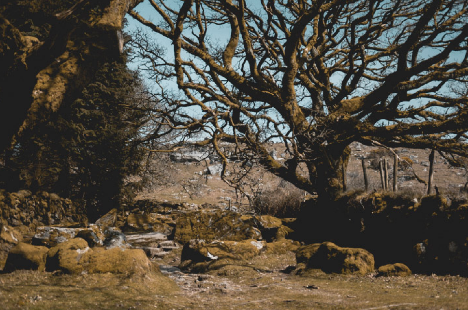 forest photography