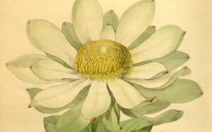 'Guerilla' Artist Daisy Ginsberg Re-creates Scent of Extinct Flowers